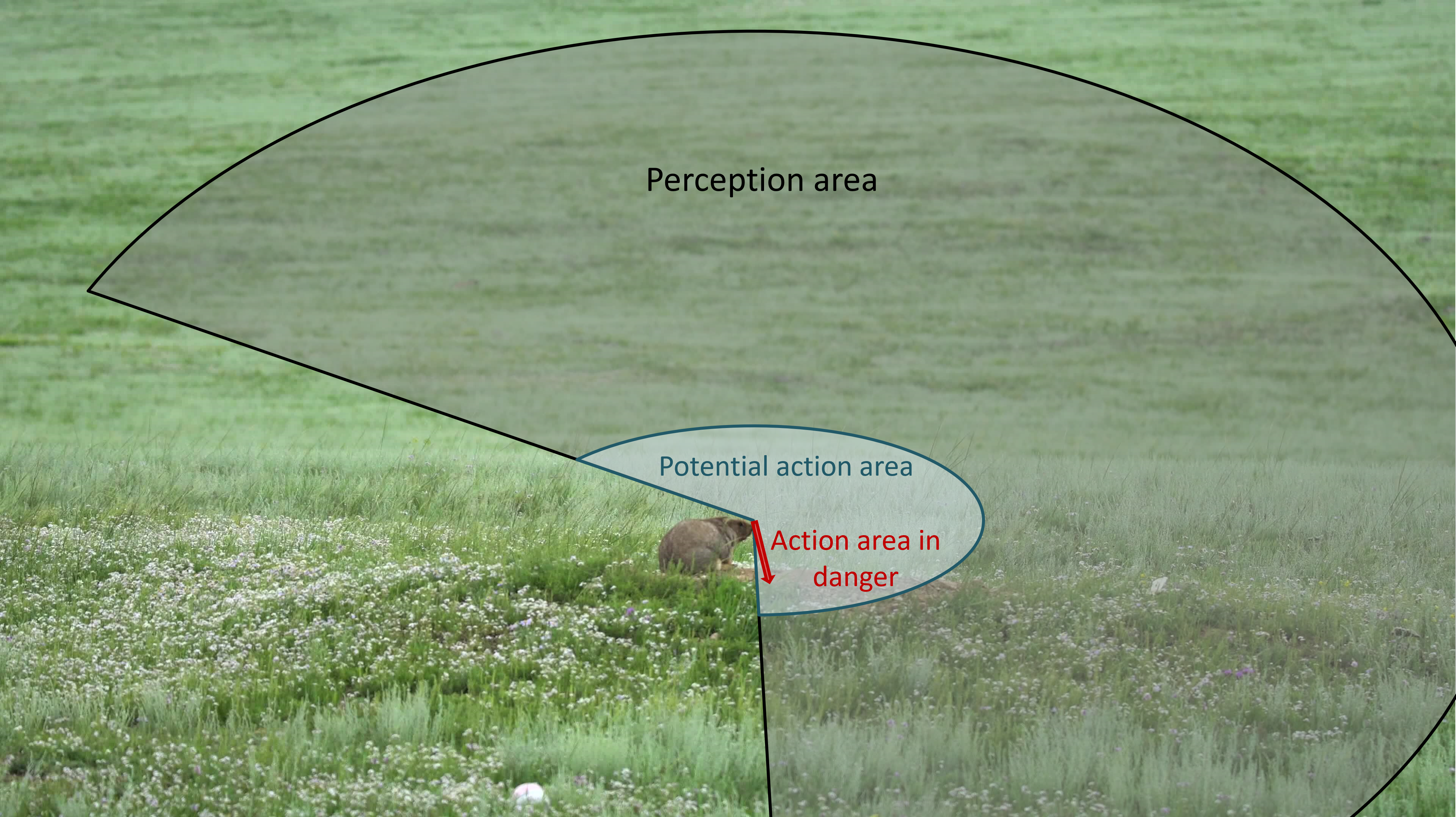 This marmot looks out for predators within a large perception neighbourhood. If it does not sense a predator, the potential area to which it can physically move in the next time step is the action area. In case of danger, the action area is narrowed down to a straight line into its cavity.