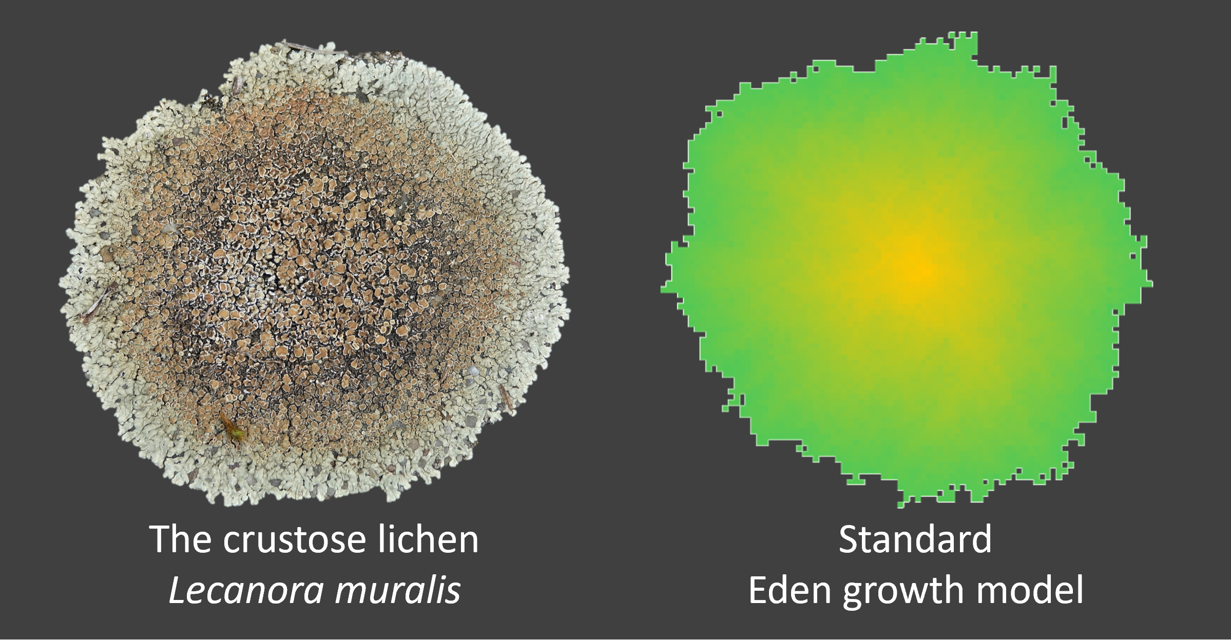 Models that simulate biological growth are named after Murray Eden, who first formally described this process.