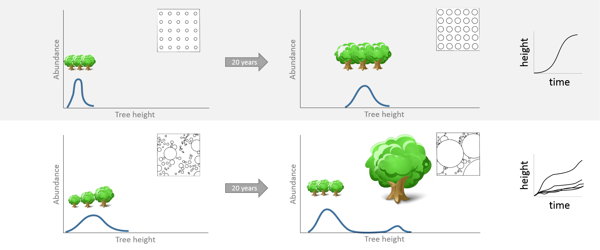 Small individual differences in individuals (here: tree size) can cause distinctly different results on the system level (here: forest stand structure). Modified after Huston et al. [-@huston1988].
