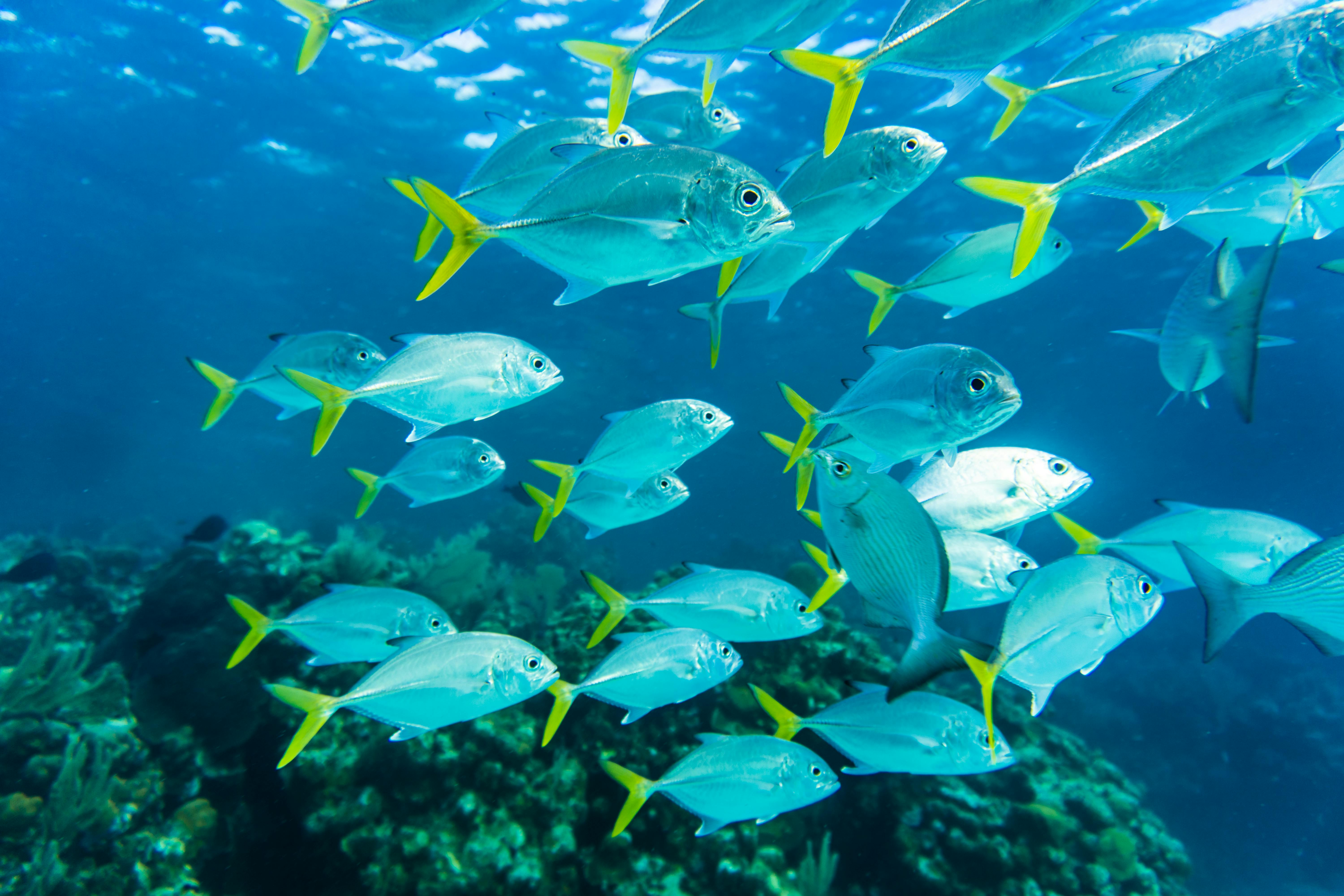 The pattern of a school of fish swimming together emerges from social movement behaviour.