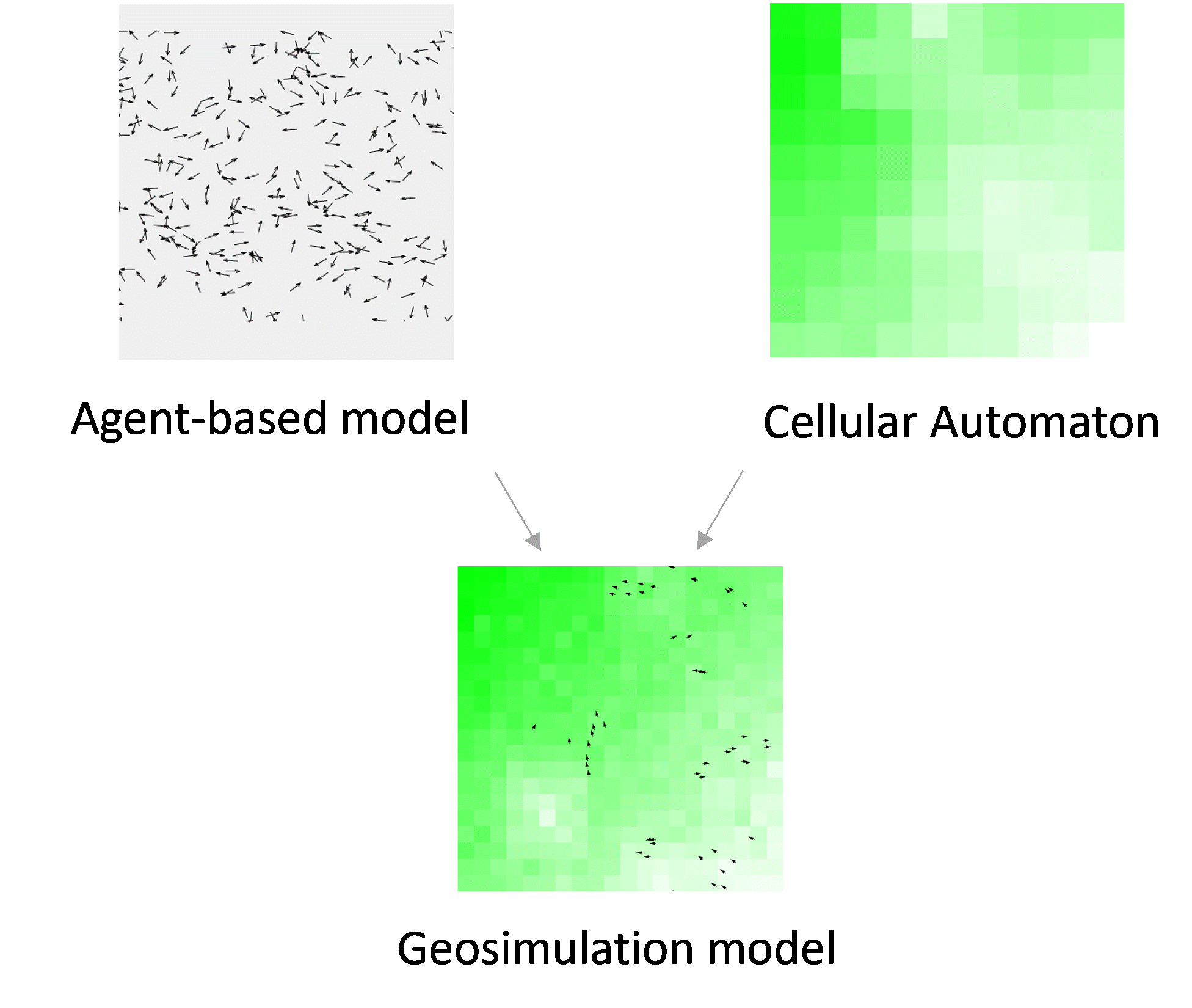 A geosimulation model often integrates Agent-based models with Cellular Automata to represent complex living systems.