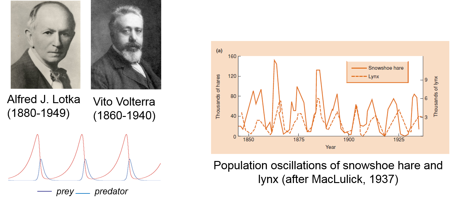 The famous Lotka-Volterra model represents the oscillations that emerge from the coupled populations of predators and their prey in an ecosystem.