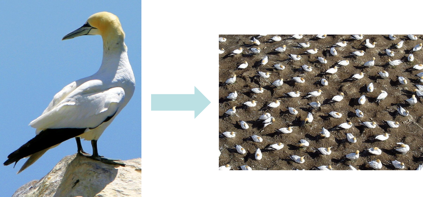 The uniform distribution of bird nesting sites can be understood by its generation: birds try to maximise the space around their nests.