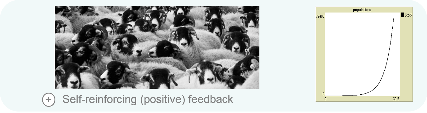 Self re-inforcing (positive) feedback is the 'engine' that causes a system to grow