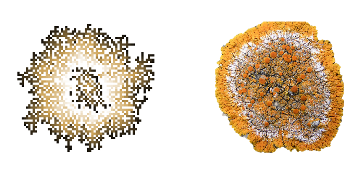 Stochastic CA: allowing only 10% randomness has a significant impact on the resulting CA pattern (left) which resembles much better organic, living structures like a lichen (right).